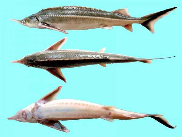 مروری بر برخی پارامترهای بیو شیمیایی خون ماهی